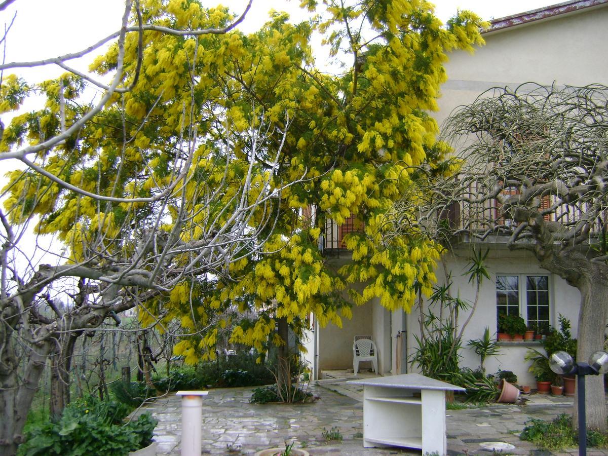 B&B La Mimosa スペッロ エクステリア 写真